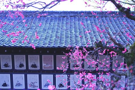 梅の花咲く京都散策