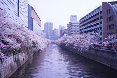 桜2018＠目黒川
