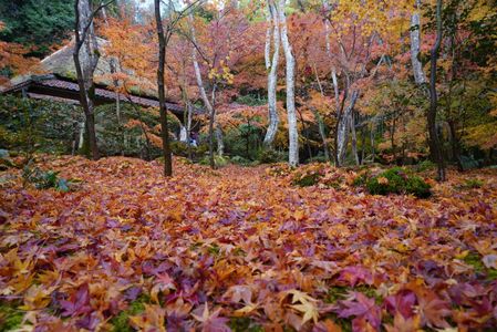 京都西山の秋'24　祇王寺（5枚組）