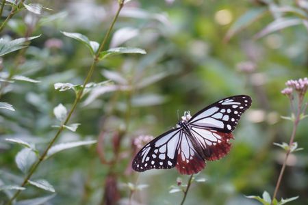 フジバカマに集う