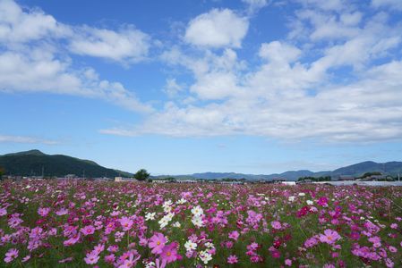 コスモス　二景（6枚組）