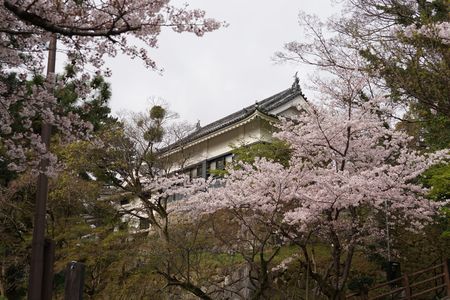 岡崎城と桜時々名鉄