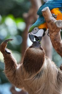 サニーレタスの奪い合い