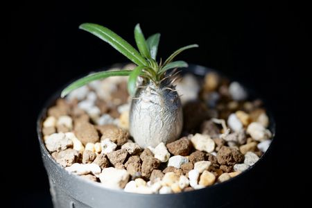 パキポディウム グラキリ