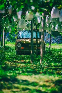 ぶどう畑の中で