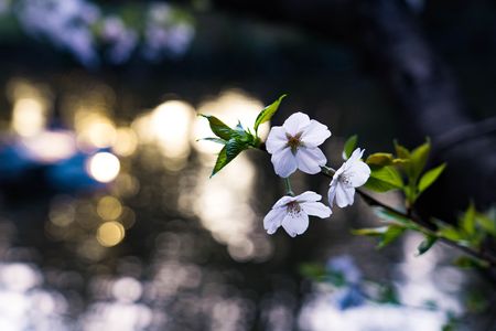 池に咲く桜