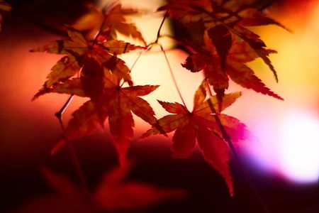 秋の夜と光