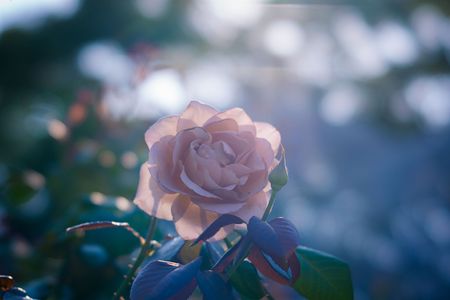 薔薇のツンデレ