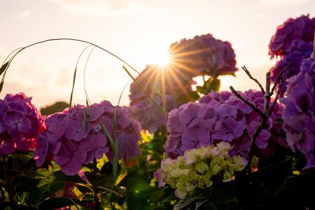 ｓｕｎｓｅｔ紫陽花
