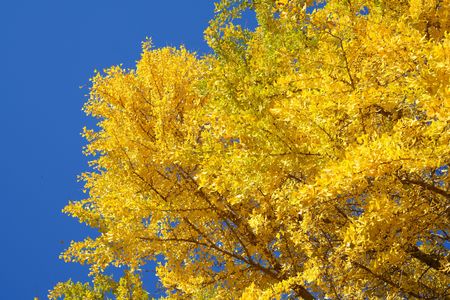 絨毯は銀杏落葉のなせるわざ