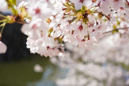 弘前城の桜