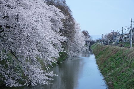 山形霞城公園の桜