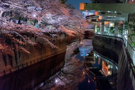 神田川夜桜