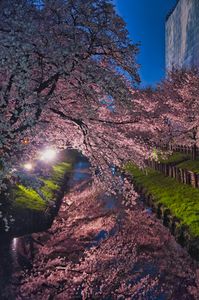 新河岸川の夜桜リフレクション