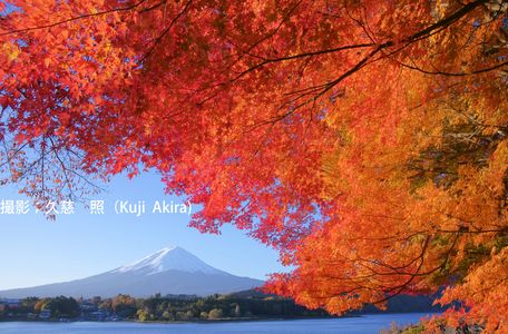 燃える紅葉と富士山