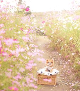 コスモスとグラ