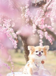 枝垂れ梅とグーちゃん