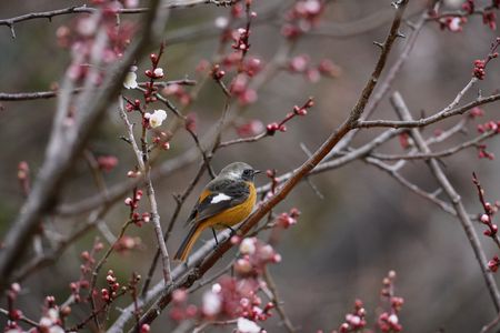 梅にジョウビタキ