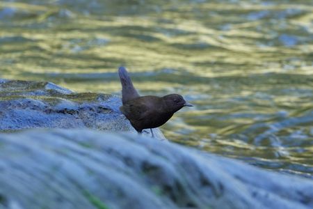 カワガラスに出会った
