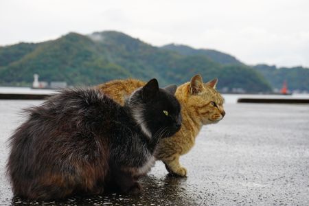 港に猫2匹