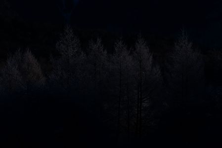 漆黒の森　森の輝き