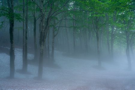 静寂の森、春を待つ