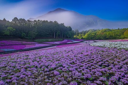 霞む山、彩る花