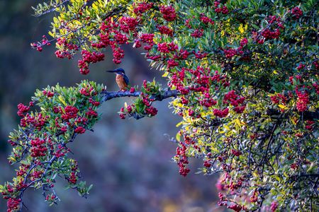 お立ち台の雄姿