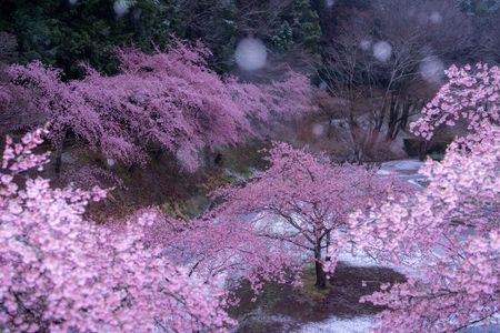 雪桜の詩