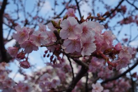 彼岸桜