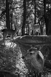 スナップ＠奈良