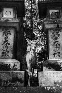 スナップ＠奈良