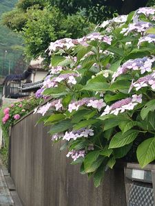今はもう無い紫陽花