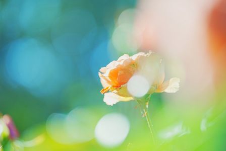 ふんわり秋のバラ