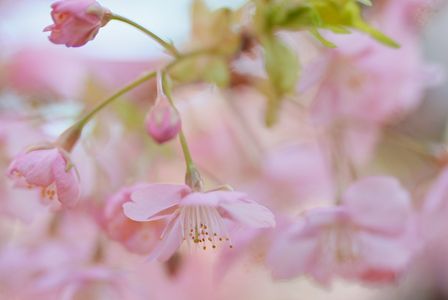春色の河津桜