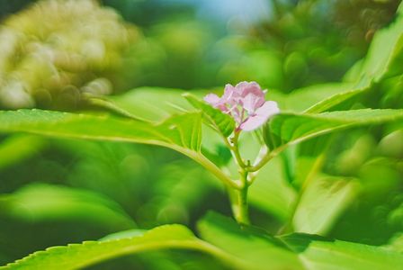 ど根性紫陽花