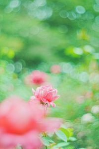 ふんわり秋バラ