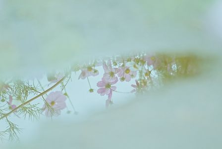 リフレクションのコスモス