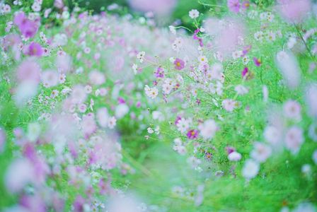 雨に濡れるコスモス