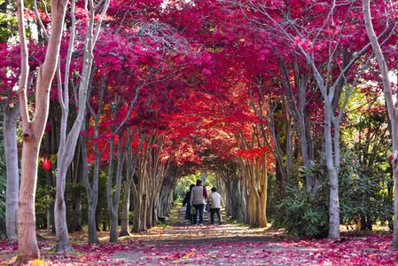 紅のトンネル