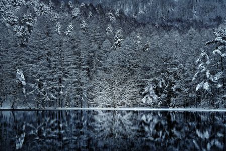 White forest～Black pond