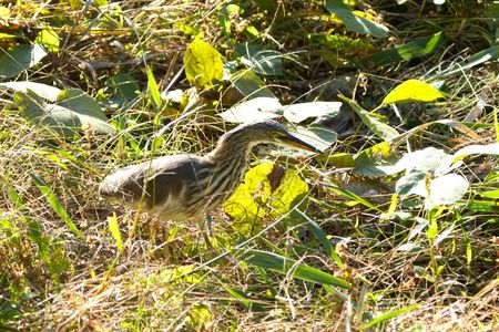 #アカガシラサギ#