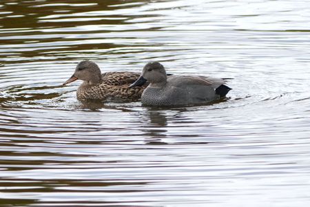 #オカヨシガモ#