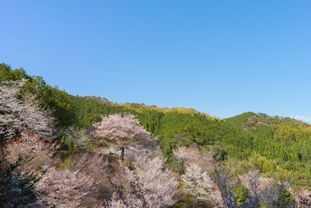 八京の桜
