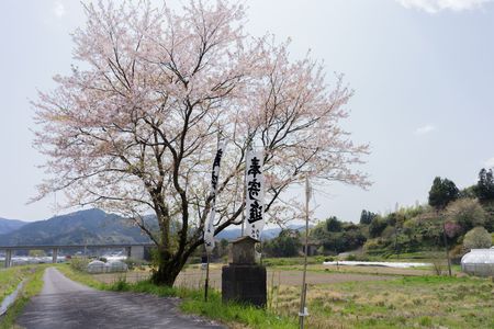 田舎道の桜