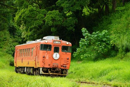 季節外れのさくらを追いかけて♪