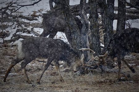 エゾシカボーイズに遭遇