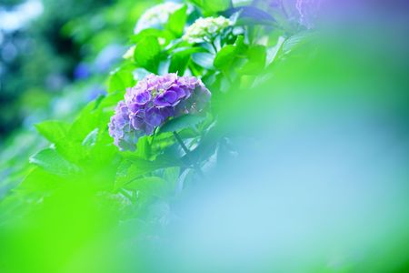 涼味誘う 紫陽花