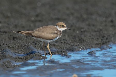 干潟のコチドリ（小千鳥）幼鳥