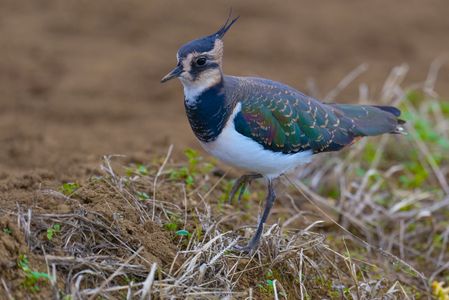 農耕地のタゲリ（田鳧）